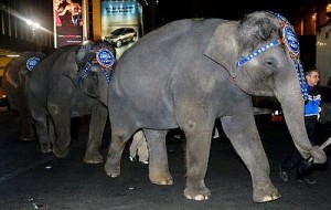 Ringling Brothers Elephant Parade NYC
