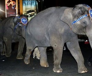 Ringling Brothers Elephant Parade NYC
