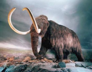 wooly-mammoth