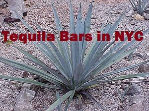 Tequila Bars in NYC